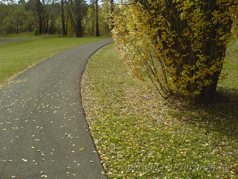 Autumn, Elm Avenue, Univesity of New England DSC00695.JPG